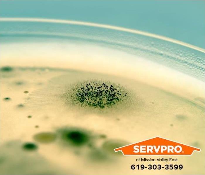 Microscopic mold spores grow in a Petrie dish.