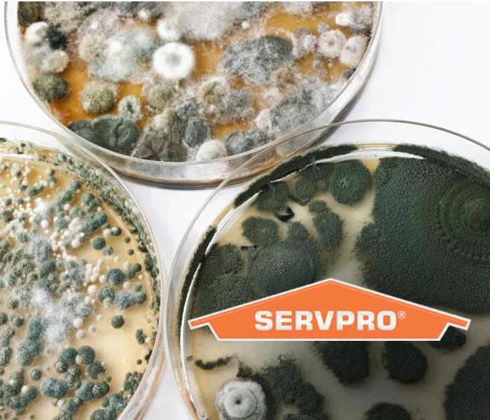 dishes of mold growing 