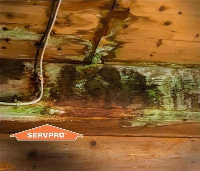 mold growing on wood beams 