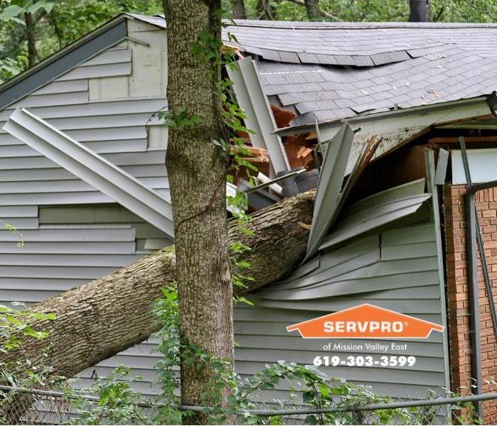 tree on house roof 