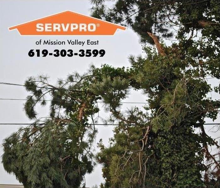 tree branch on power line 