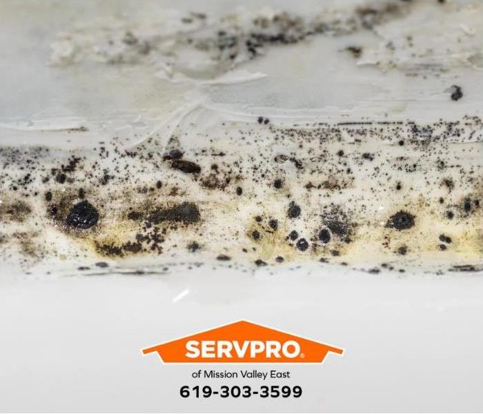 A mold and fungus outbreak is visible on a wall.