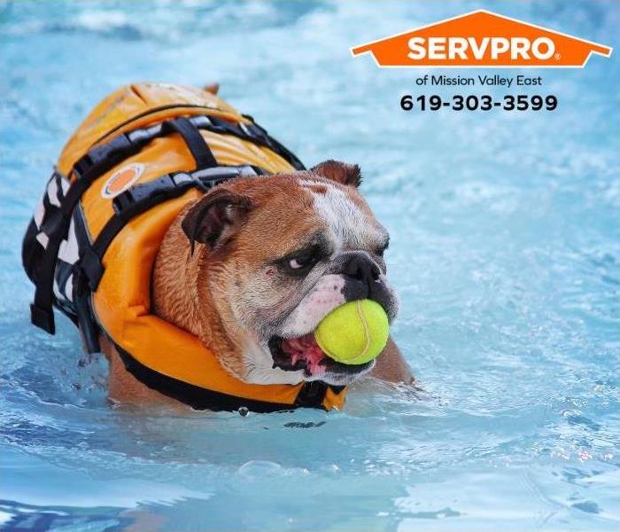 Dog enjoys splashing in a swimming pool at home.