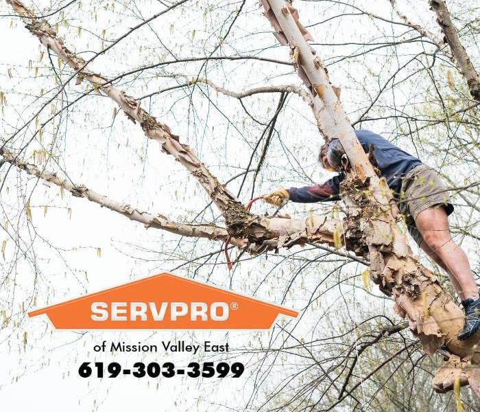 A man is trimming tree limbs. 