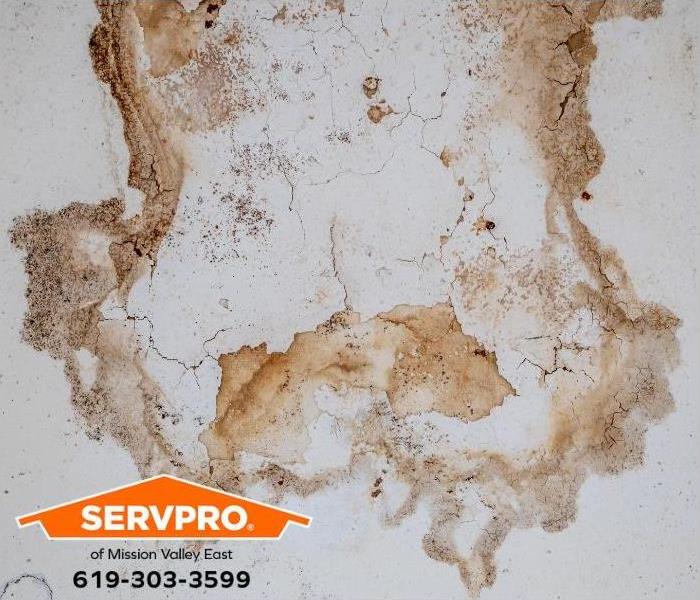 Mold grows on a wall with water damage.